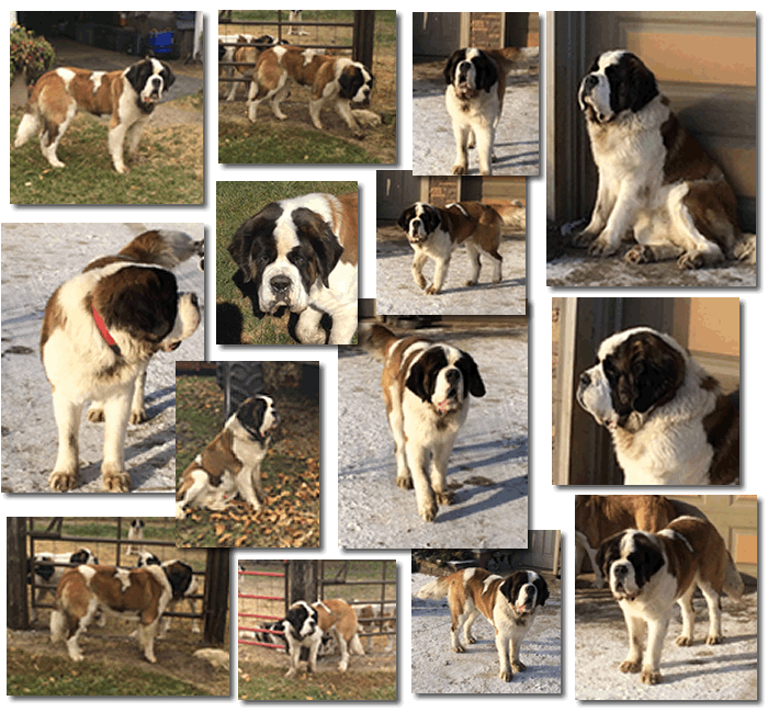 Quido collage